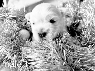 Les chiots de West Highland White Terrier