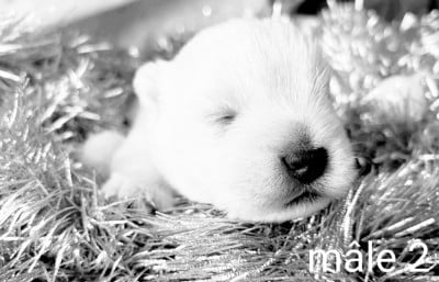 Les chiots de West Highland White Terrier
