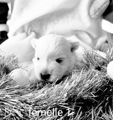 Les chiots de West Highland White Terrier