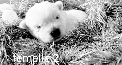 Les chiots de West Highland White Terrier