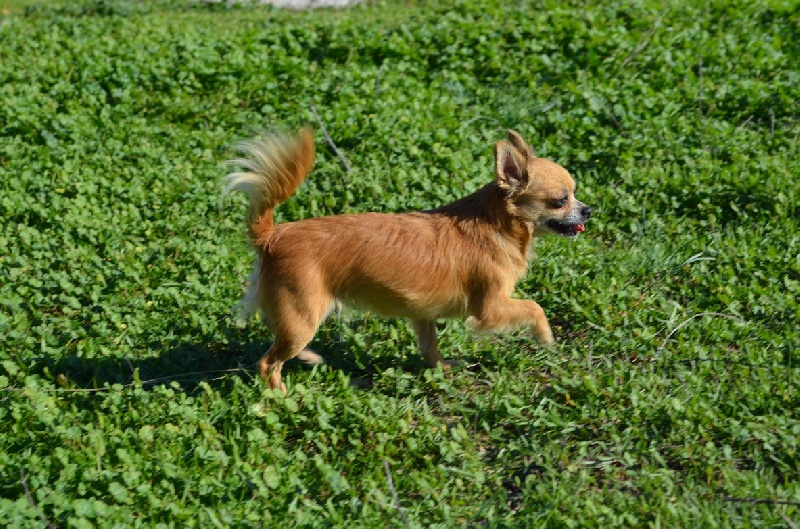 Publication : du Royaume de la Mesange