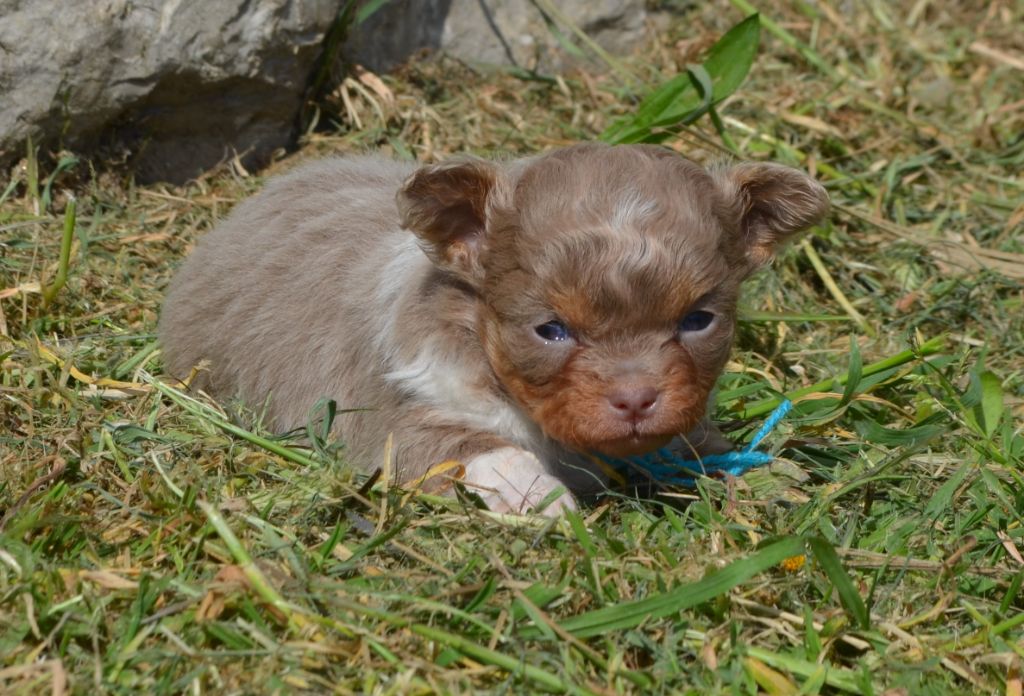 Shiva - Chihuahua