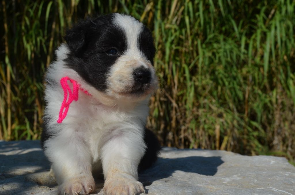 Chiot Border Collie, femelle disponible en Provence Alpes