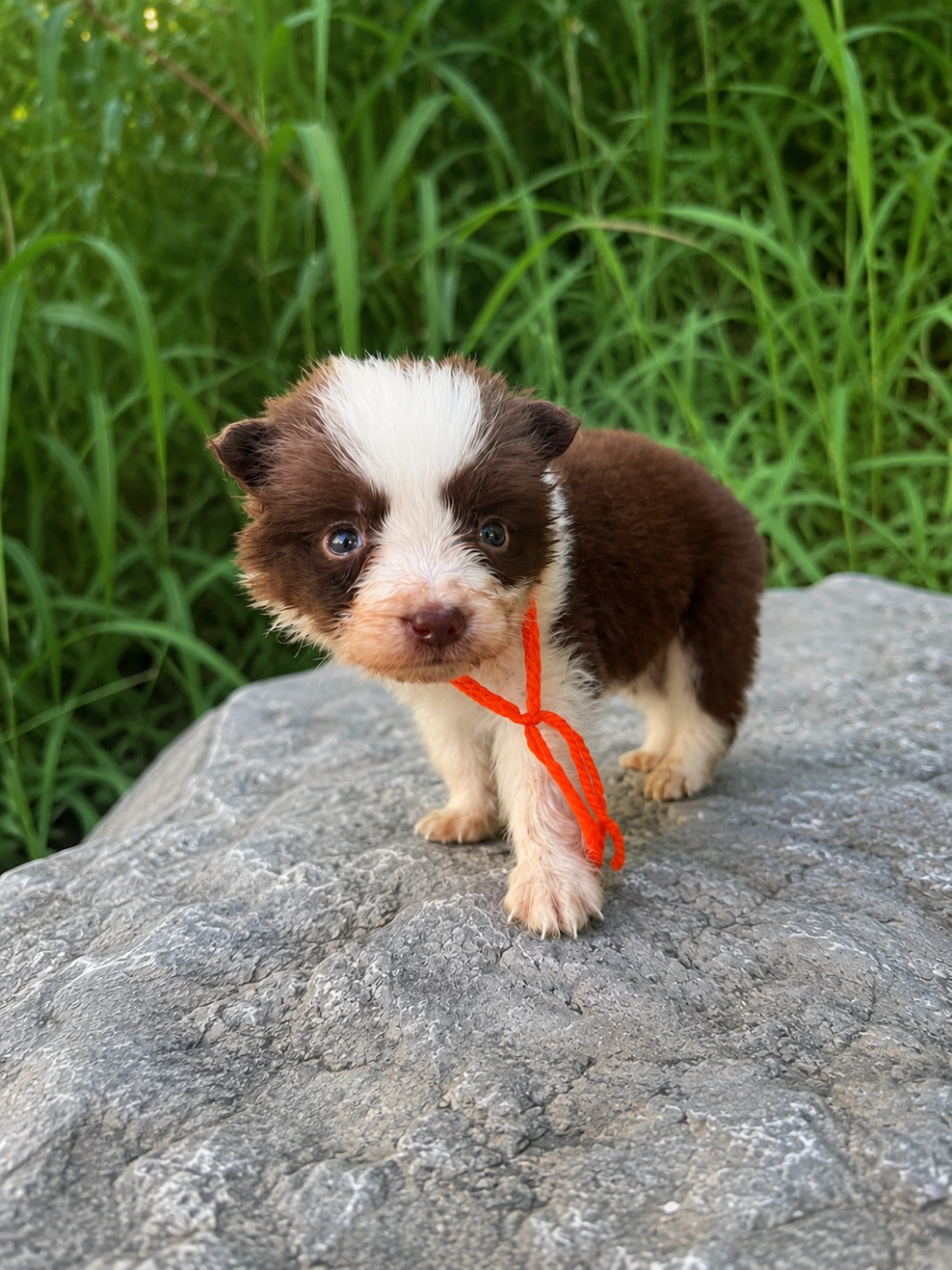 Bloupy - Border Collie