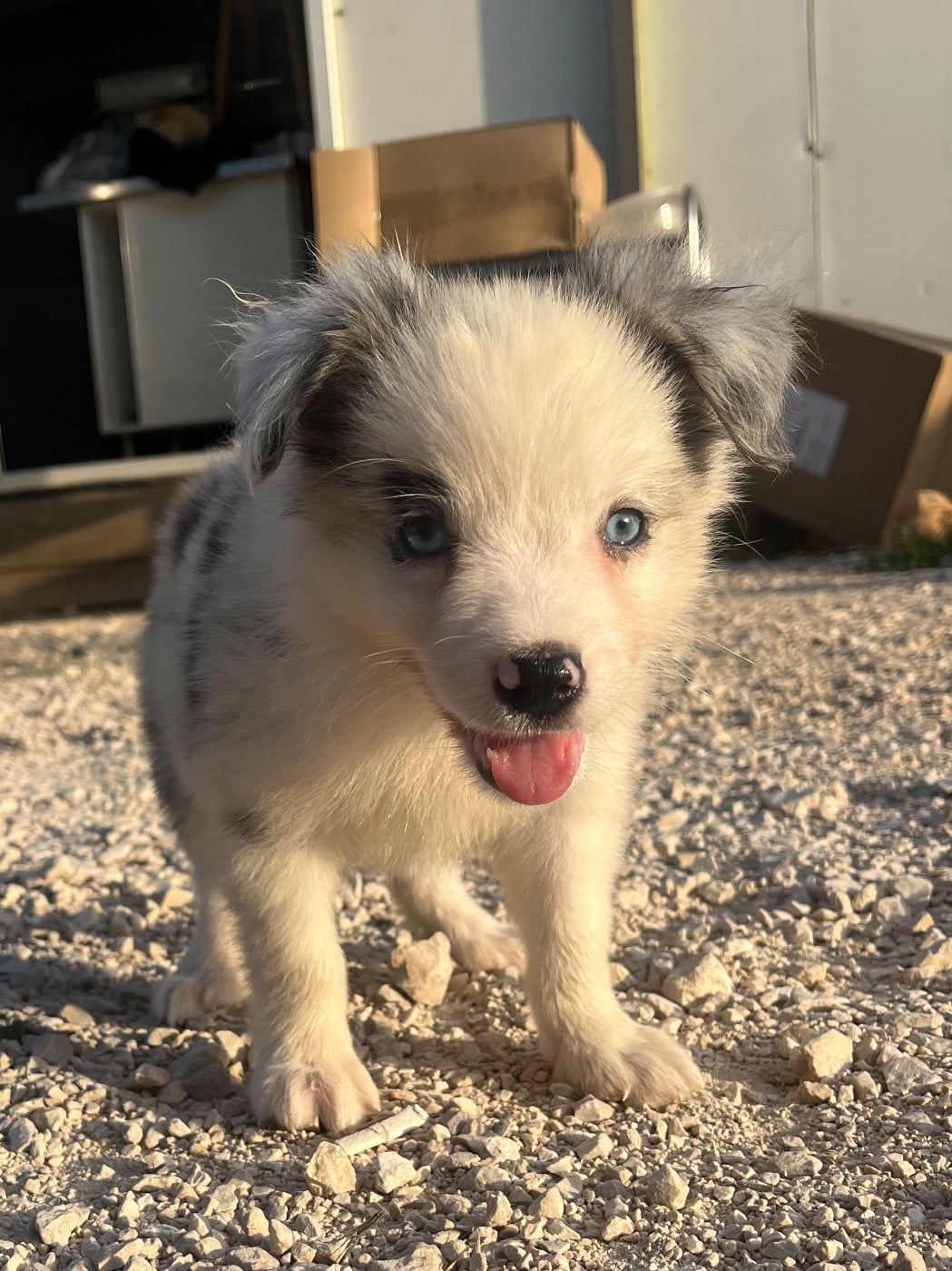 Bolt