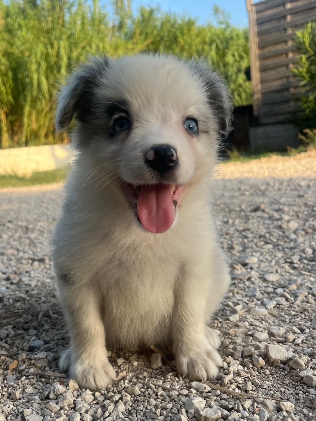 Bolt