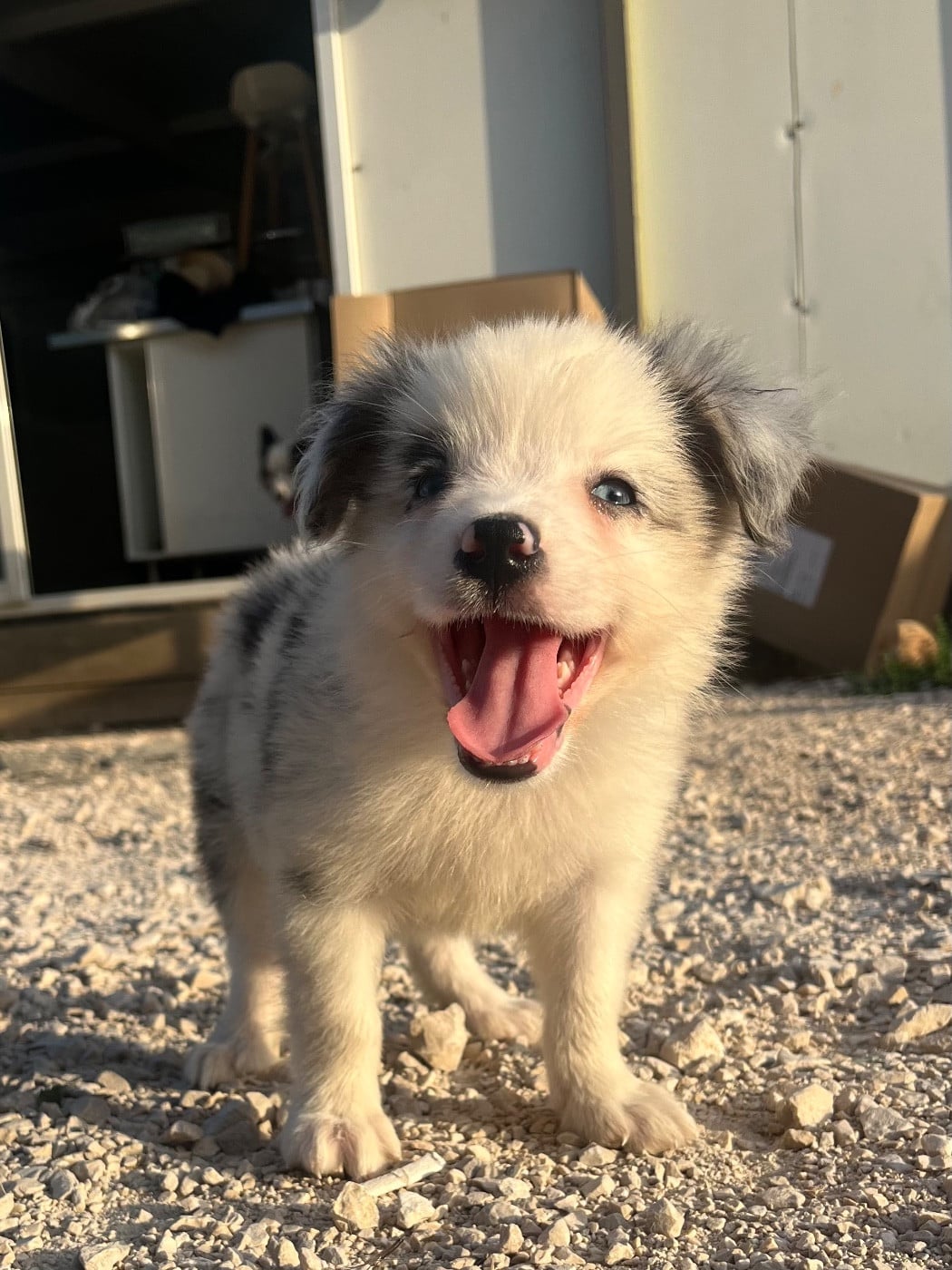 Bolt