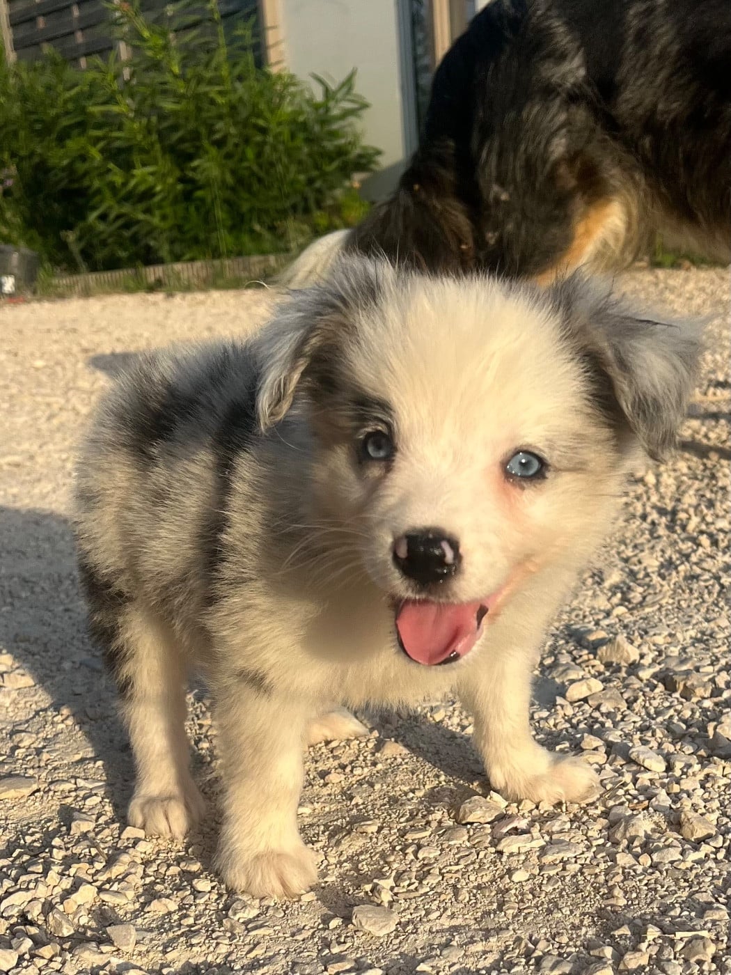 Bolt