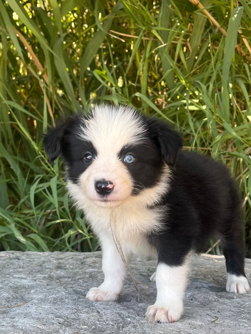 Border Collie - des Mirages d'Azur