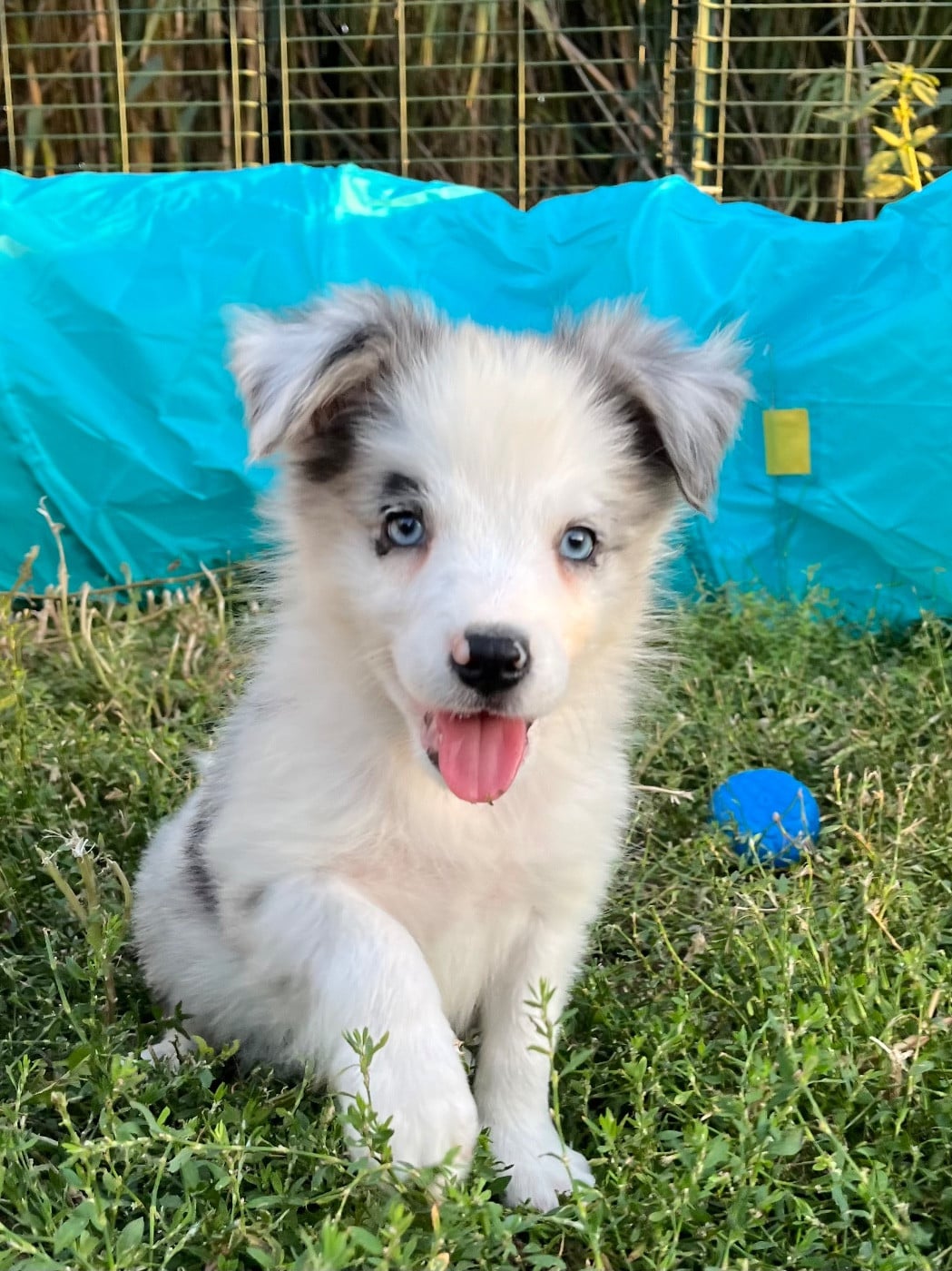 Border Collie - des Mirages d'Azur