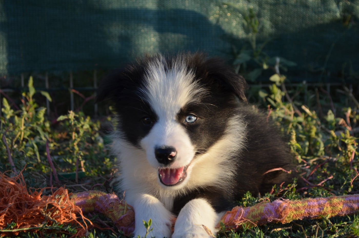Border Collie - des Mirages d'Azur