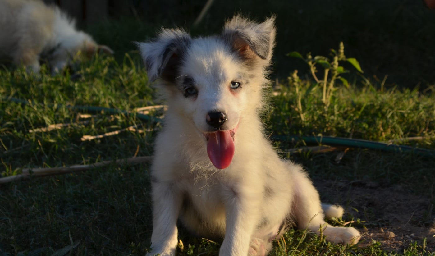 Border Collie - des Mirages d'Azur