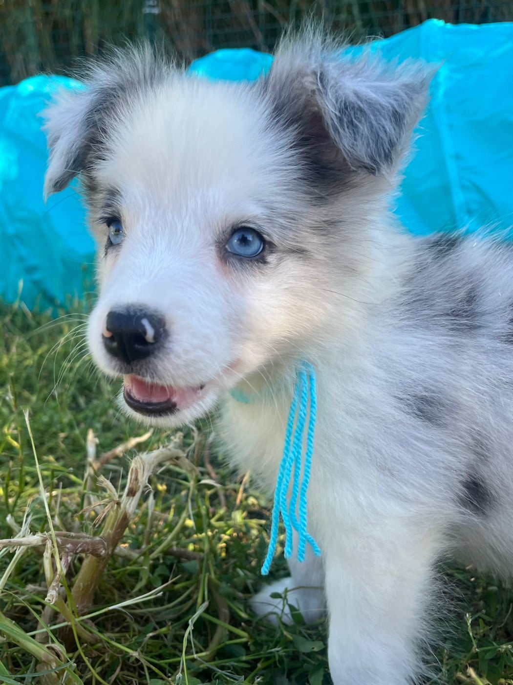 Bolt