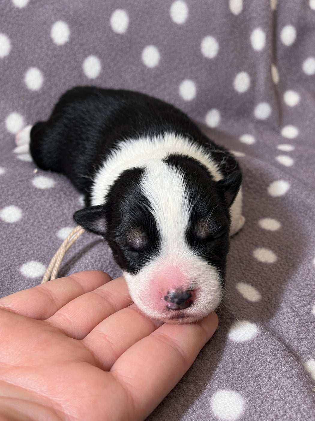 Border Collie - des Mirages d'Azur