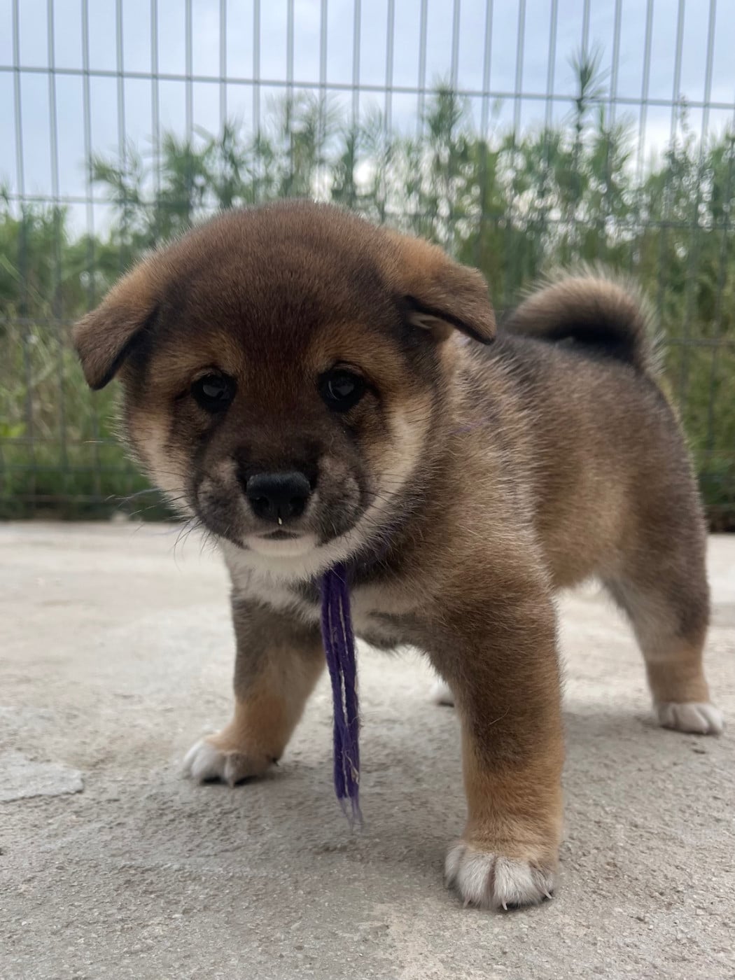 Baby Yuna