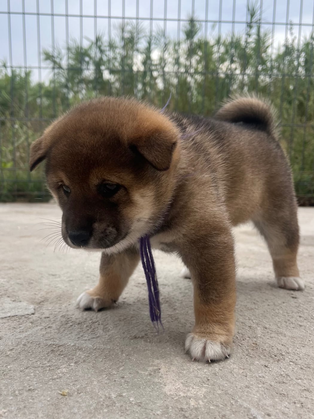 Baby Yuna