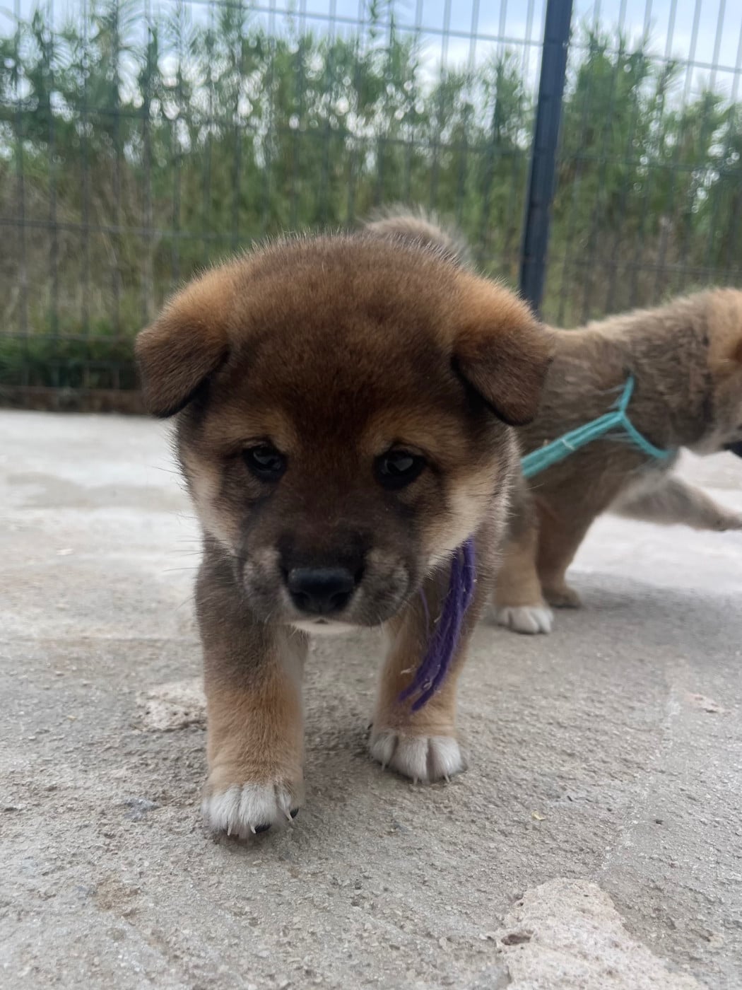 Baby Yuna