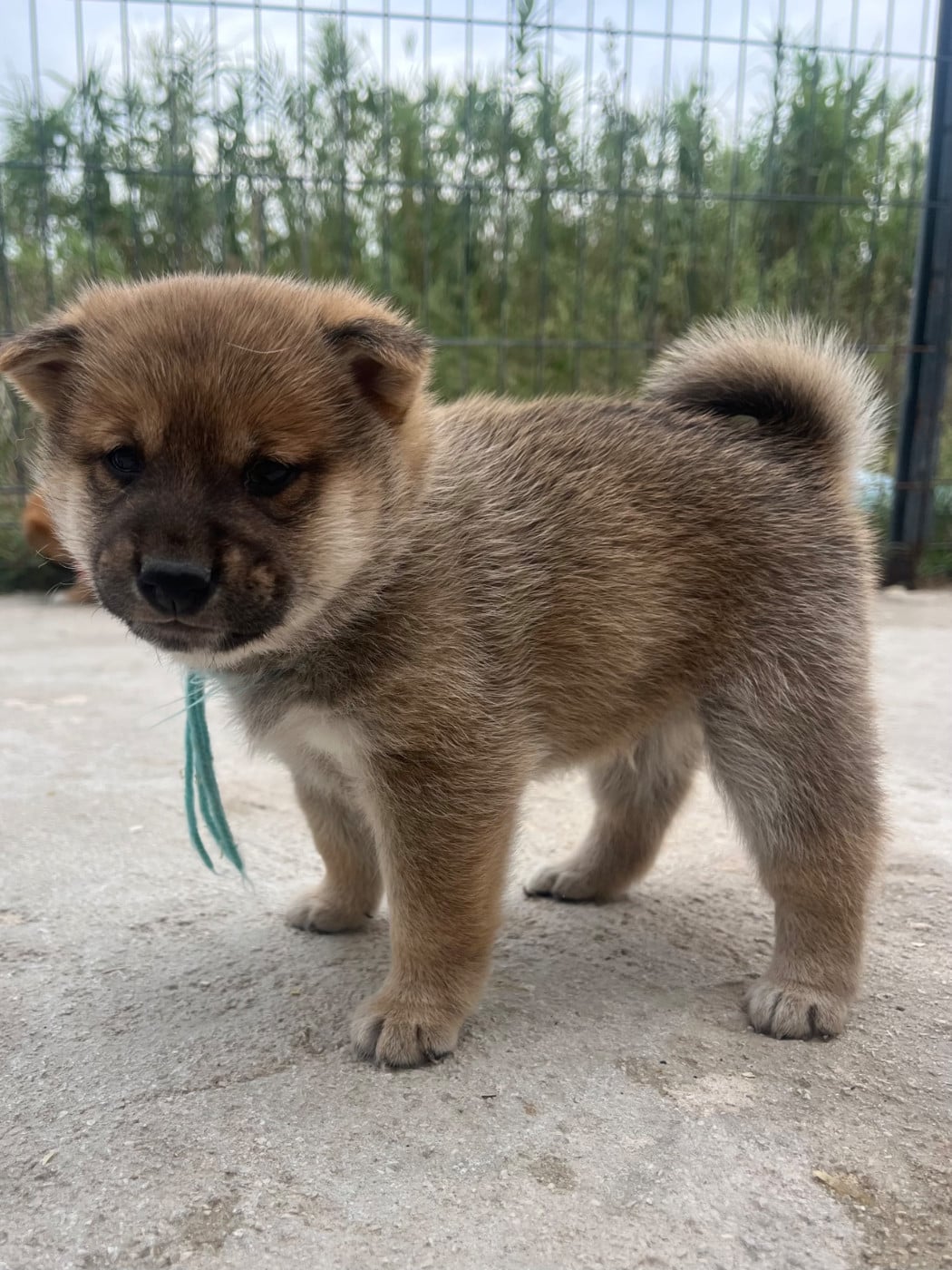 Baby Moshi