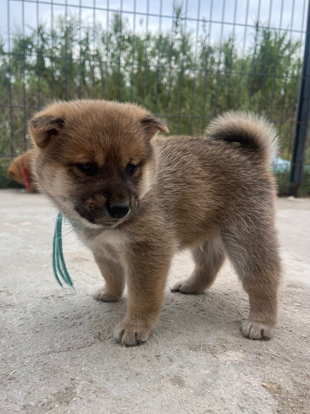 Baby Moshi