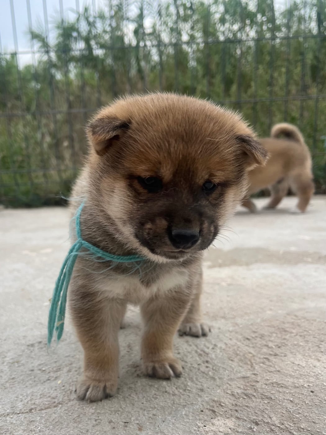 Baby Moshi