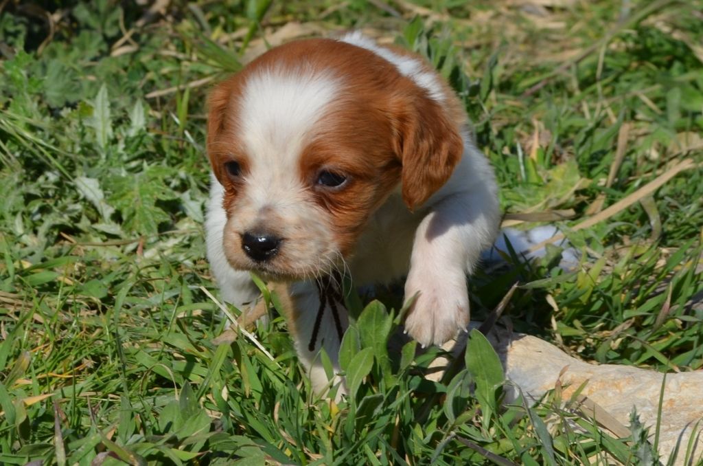 Chiot Epagneul Breton, Roucky, mâle disponible en Provence