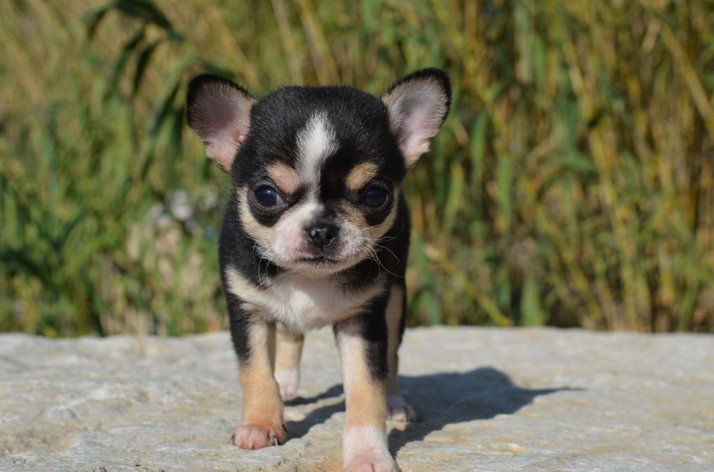 Chiot Chihuahua, Ray Ban, mâle disponible en Provence