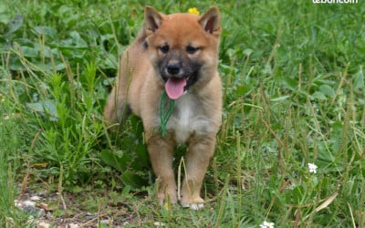Shiba