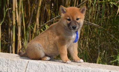 Bambou - Shiba