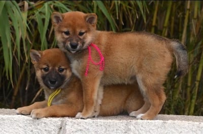 Bobby - Shiba