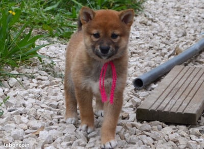 Bella - Shiba