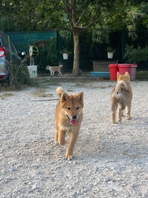 Les chiots de Shiba