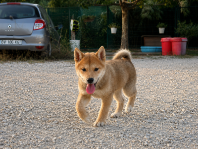 Les chiots de Shiba
