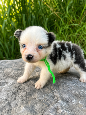 Les chiots de Border Collie