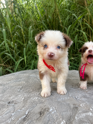 Les chiots de Border Collie
