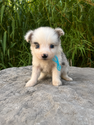 Les chiots de Border Collie