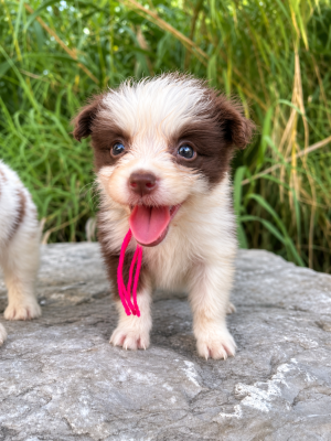 Les chiots de Border Collie