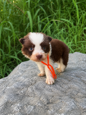 Les chiots de Border Collie
