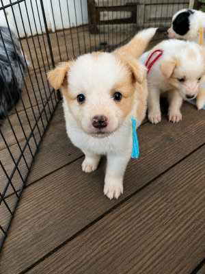 Les chiots de Border Collie