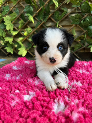 Les chiots de Border Collie