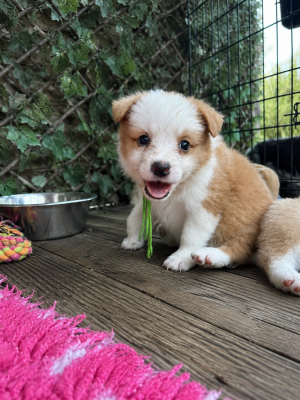 Les chiots de Border Collie