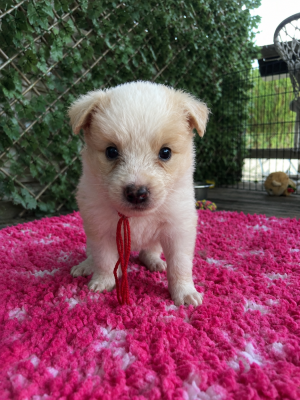 Les chiots de Border Collie