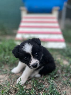 Les chiots de Border Collie