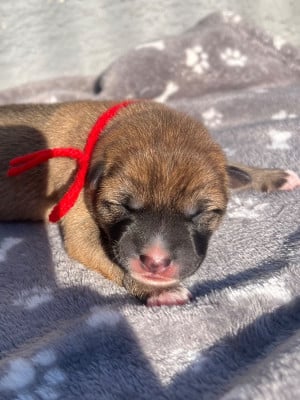 Shiba