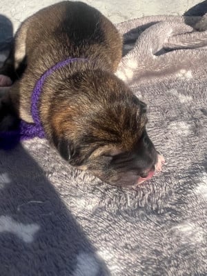 Baby Yuna - Shiba
