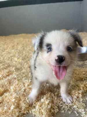 Les chiots de Border Collie