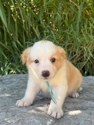 Les chiots de Border Collie