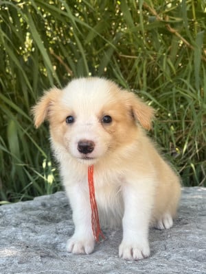 Les chiots de Border Collie