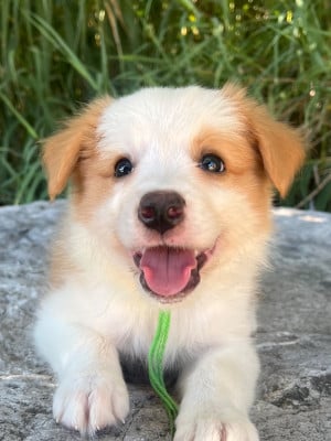 Les chiots de Border Collie