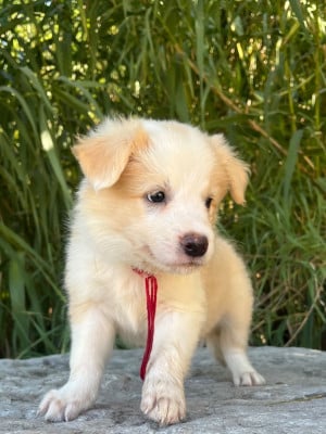 Les chiots de Border Collie