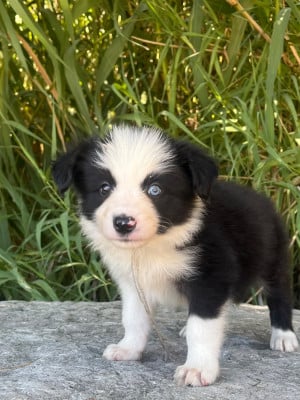 Les chiots de Border Collie
